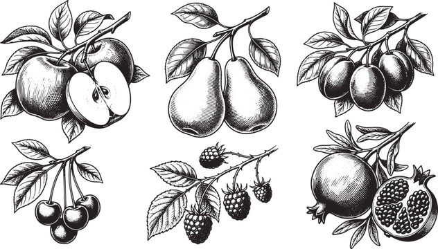 Hand drawn vintage fruit collection featuring apple pear plum cherry raspberry and pomegranate in black and white ink