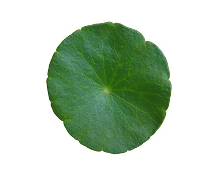 Centella asiatica leaf gotu kola isolated on transparent background