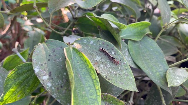 A Hairy caterpillar crawls on a green leaf in natural daylight, showcasing natural wildlife and insect movement
