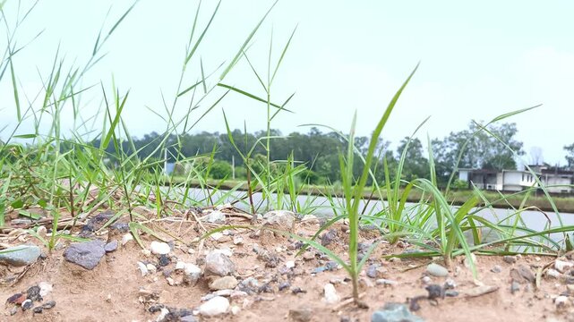 Young green grass seedlings emerging from rocky, dry, and uneven terrain under clear sky.