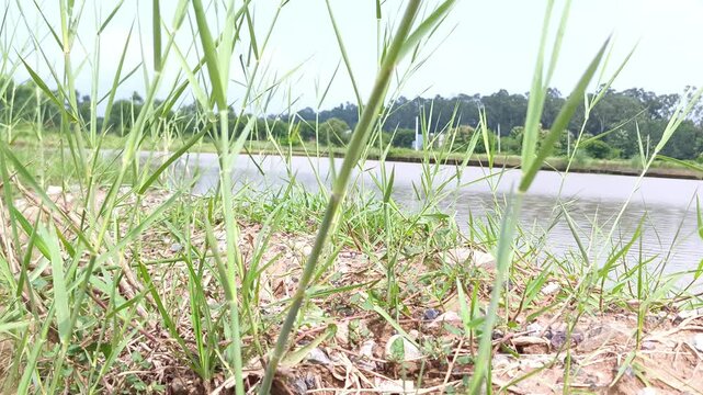 Natural tall grasses growing along a serene riverbank with sandy soil and calm water.