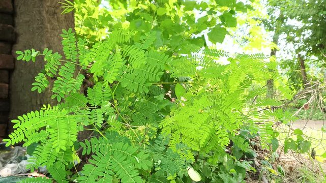 Bright sunlight filtering through dense green ferns and foliage in a serene woodland setting.