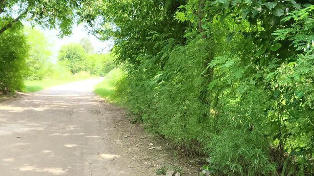 A serene dirt path bordered by dense green foliage and trees in a tranquil forest setting.