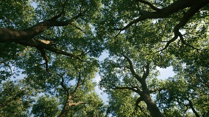 Obraz premium Looking up at tall green trees against blue