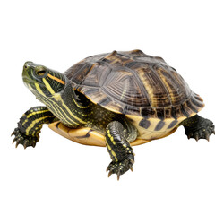 Obraz premium Red-eared slider turtle with patterned shell and yellow stripes isolated