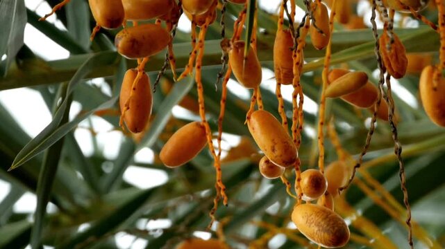 Fresh yellow dates ripening on palm tree branches, organic date fruit cluster in tropical garden, sweet raw phoenix dactylifera