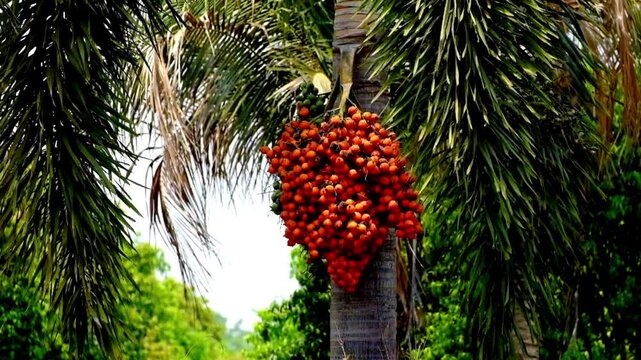 Tropical foxtail palm tree with ripe red seeds. Exotic palm fruit cluster on trunk. Lush green botanical garden landscape.