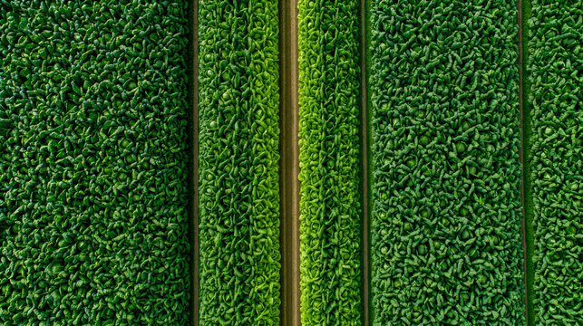 Birds eye perspective of flourishing green agricultural fields showcasing rich textures and patterns in the natural landscape