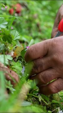 Harvesting Wild Strawberries: A close-up view of hands carefully picking ripe wild strawberries from a green patch of foliage, highlighting the simple joy of gathering fresh fruit from nature.