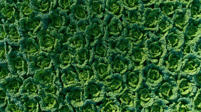Birds eye perspective of vibrant green kale leaves creating a thick and intricate design in a flourishing garden