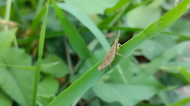 Small brown grasshopper resting on a green leaf in nature