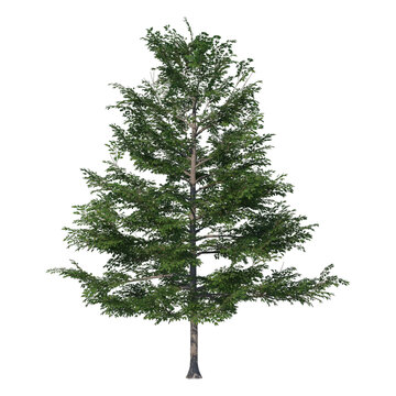 Black gum tree with tall pyramidal crown and green foliage, isolated