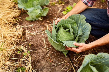 Hands, vegetable and farming for green growth, sustainability and check cabbage for harvest....