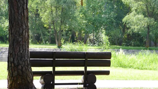 Rustic wooden bench standing on grassy path in sunny forest park. Old pine tree with textured bark on left. Green trees and grass background, peaceful nature relaxation spot. 4k video