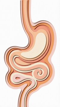 Stylized Representation of Digestive System Anatomy and Structure