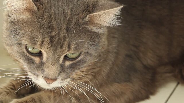 Cat cute animal background, pet relax
