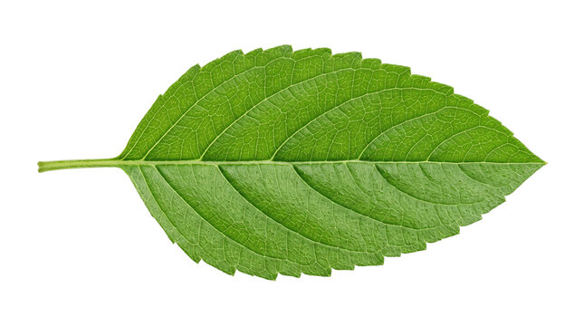 Vibrant green leaf with serrated edges, fresh botanical foliage macro, organic plant leaf texture for nature design isolated PNG with Transparent Background