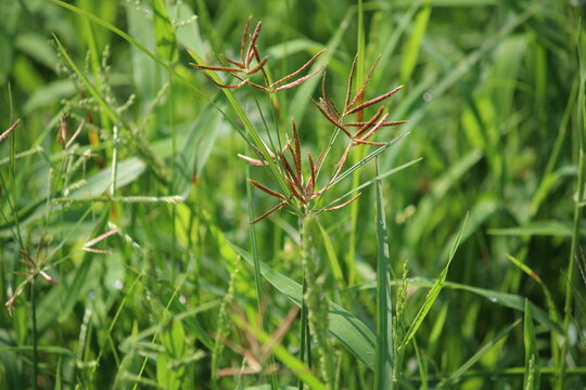 Cyperus rotundus, purple nutsedge, Umbrella Sedge or nut grass 
