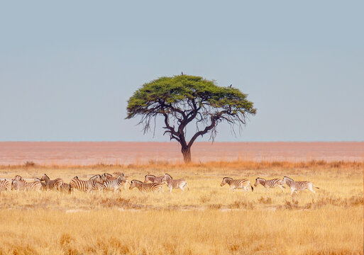 Herd of zebras in yellow grass an african acacia tree in the background - Etosha park, Namibia 