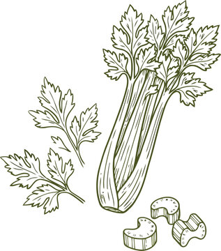 Hand drawn illustration of fresh celery vegetable stalk with leaves and chopped slices for healthy cooking and culinary food design