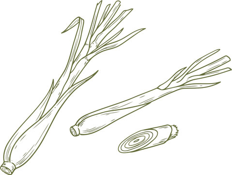 Hand drawn illustration of fresh lemongrass stalks and a slice for cooking and healthy food recipes
