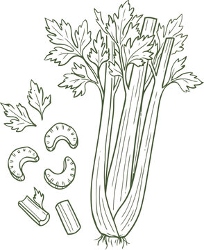 Hand drawn illustration of a fresh celery stalk with leaves and chopped slices for healthy food cooking recipes and organic garden vegetable design elements