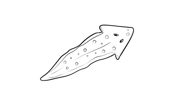 planaria digital drawing illustration isolated