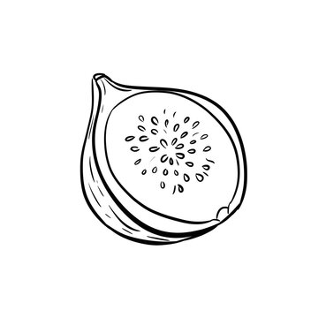 fig digital drawing illustration isolated