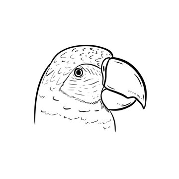 parrot head digital drawing illustration isolated