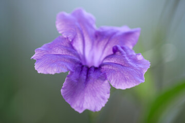 Gros plan sur une fleur de pétunia mexicain © PPJ