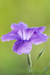 Gros plan sur une fleur de pétunia mexicain © PPJ