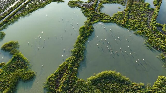 Aerial view of wild flamingos in shallow lagoons surrounded by dense wetland vegetation and marsh islands, forming a rich natural ecosystem and wildlife habitat