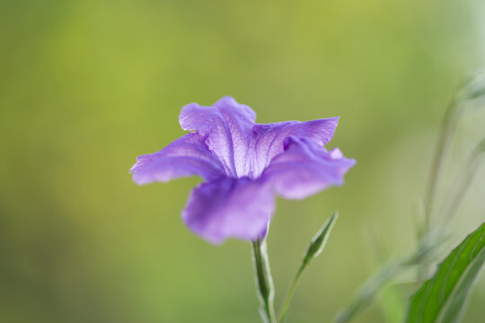 Gros plan sur une fleur de p&eacute;tunia mexicain