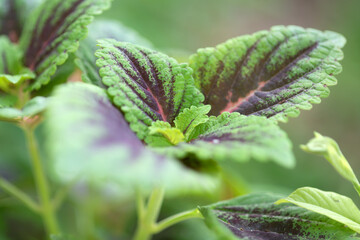 Coleus © PPJ