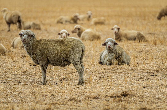Fat Merino Sheep In Hot Dry Paddock