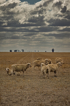 Merino Sheep In Endless Paddock vert