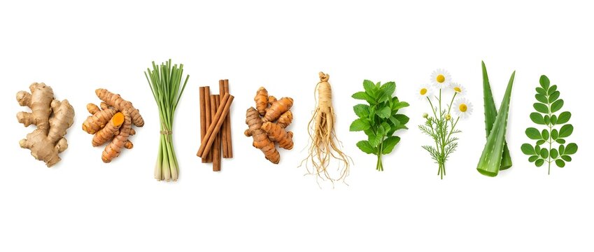 Collection of medicinal plants and roots featuring Zingiber officinale, Curcuma longa, Cymbopogon, Cinnamomum, Panax ginseng, Mentha, Matricaria, Aloe vera, and Moringa.