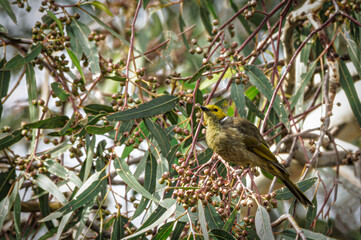 Naklejka premium Yellow Plumed Honeyeater (Ptilotula Ornata)