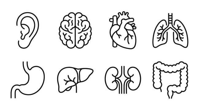 Minimalist vector illustration set showing human anatomical organ icons for medical and clinical design projects today