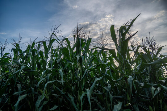 Low Angle View of Agricultural Corn Field at Late Afternoon Sunset.