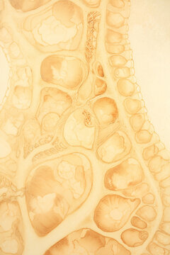 Renal cortex with glomeruli cluster watercolor illustration in warm amber gold tones on ivory background