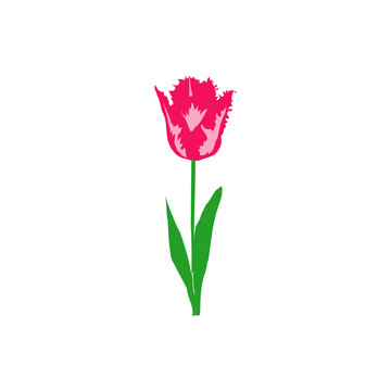Pink fringed tulip flower with green stem and leaves vector illustration isolated on white background