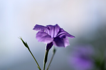 Gros plan sur une fleur de pétunia mexicain © PPJ