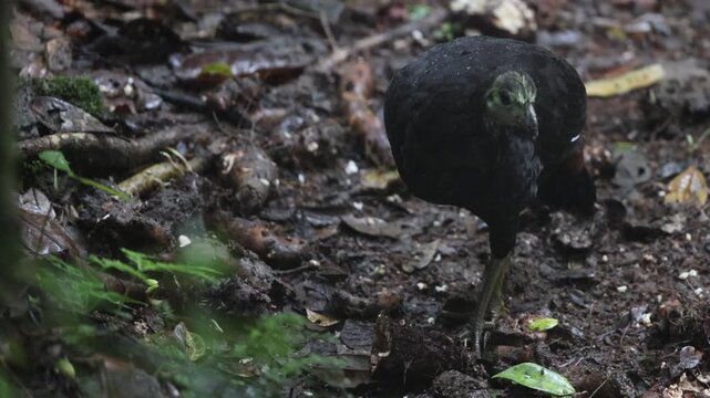 The wattled brushturkey (Aepypodius arfakianus) is a species of bird in the family Megapodiidae. It is found in New Guinea.