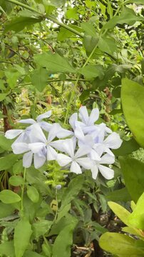 Pale Blue Cape Leadwort (Plumbago auriculata) Flowers Revealed as the Camera Pans Slowly Across the Plant - vertical video