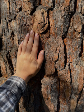 A woman's hand in a plaid shirt touches pine bark at sunset &ndash; a concept of unity with nature