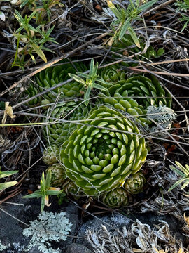 Wild succulents growing on rocks, top view. Mountain vegetation
