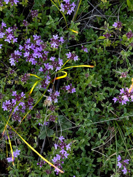 Wild thyme growing on rocks, blooming with purple flowers, view from above