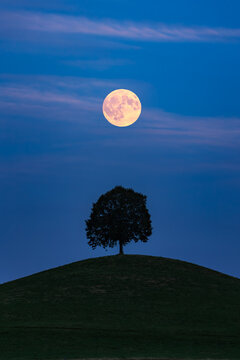 The bright and yellowish full moon over a single tree over the drumlin hill against the dark blue sky