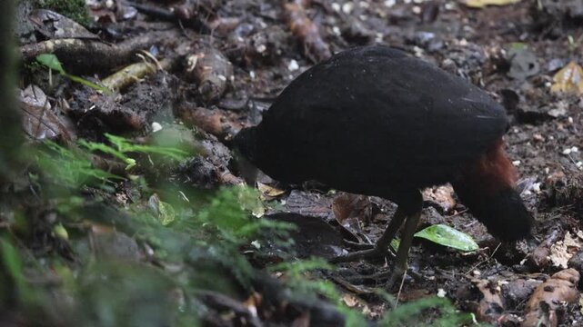 The wattled brushturkey (Aepypodius arfakianus) is a species of bird in the family Megapodiidae. It is found in New Guinea.